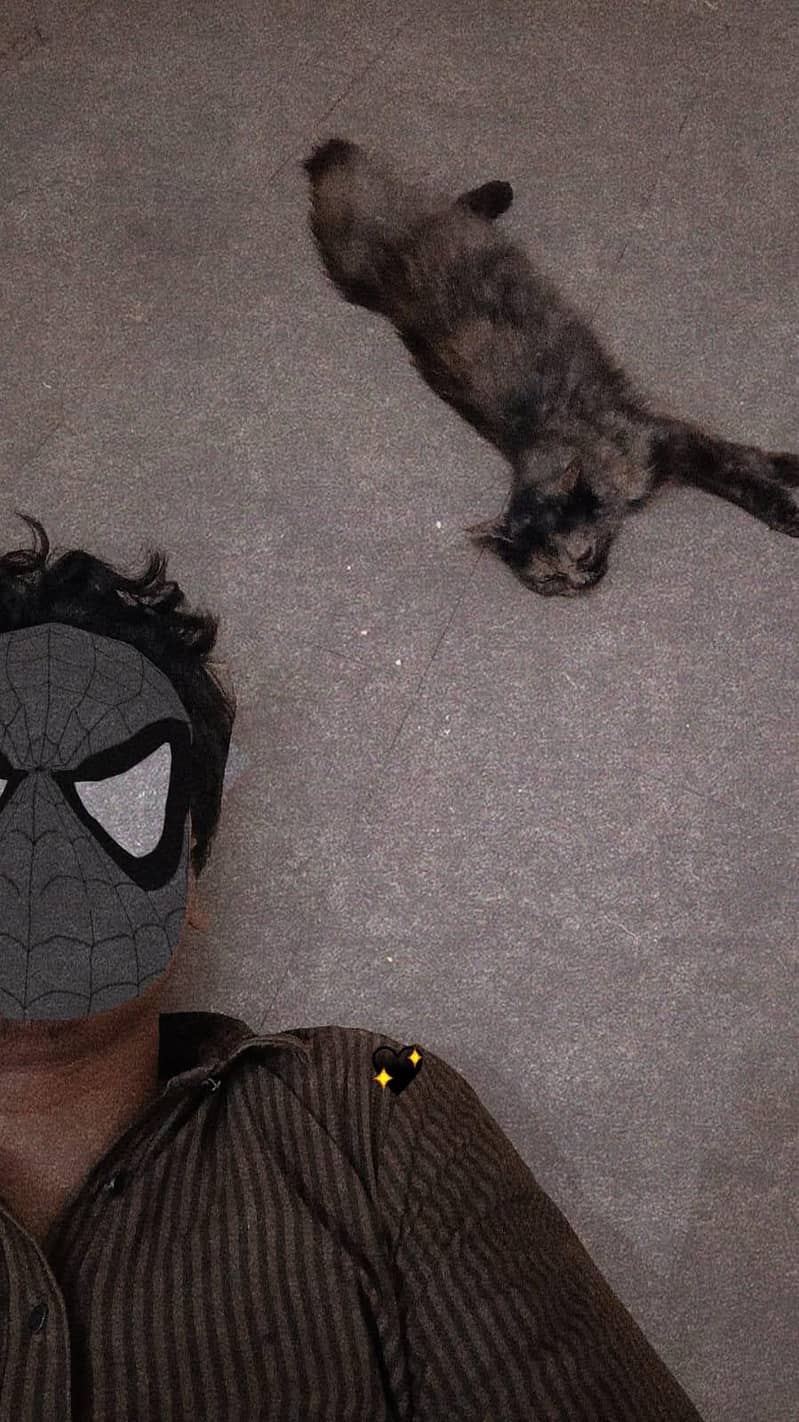 persion cat 1
