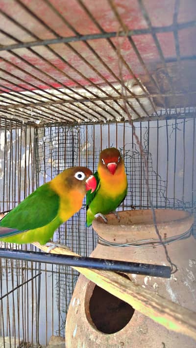 love birds pair for sale breeder hai  Allhumdulliah