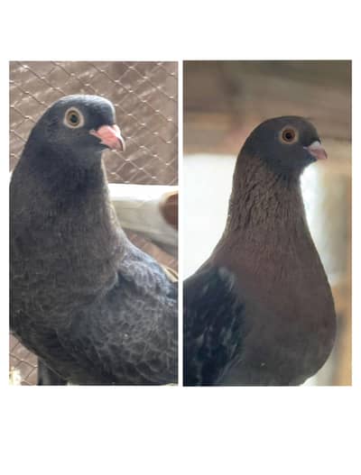 Egyptian swift pigeon pair+patha