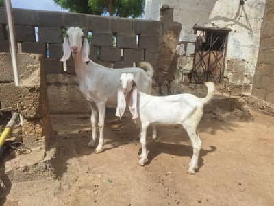 9 Bakray/Bakriyan Ek Sath Sale Complete Lot Rs. 3 Lac