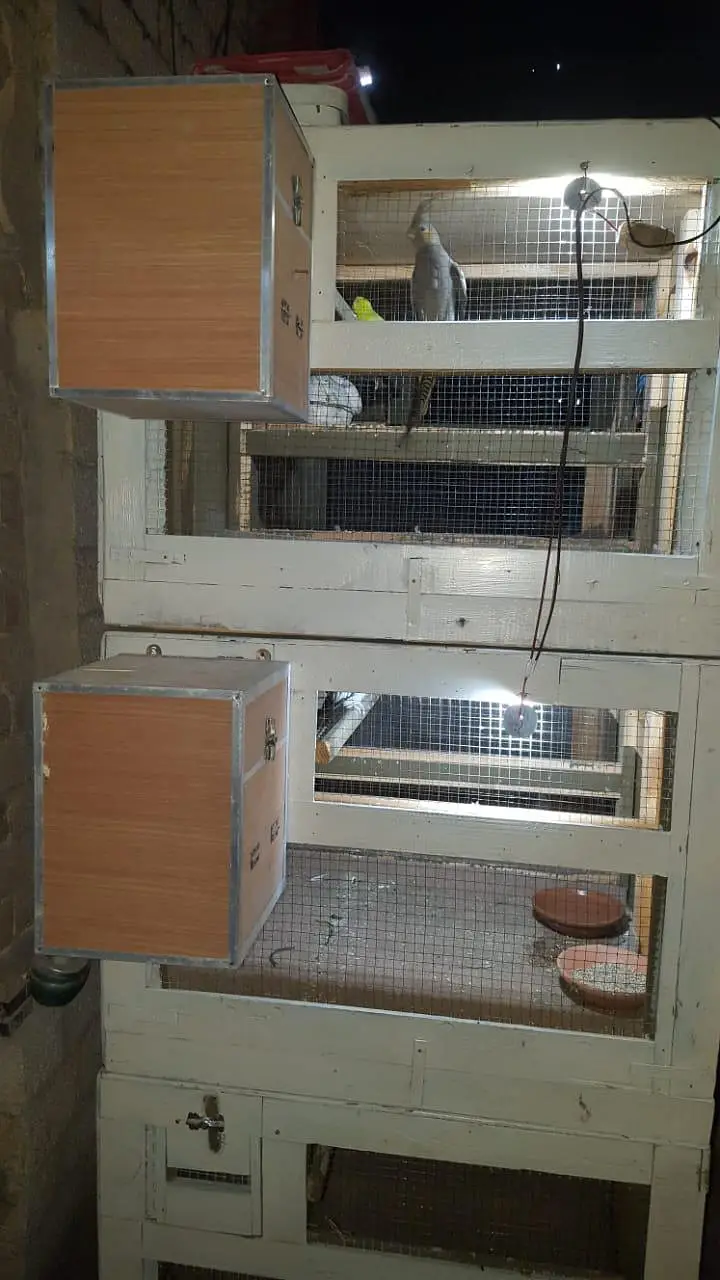 cage used for love birds — photo 2