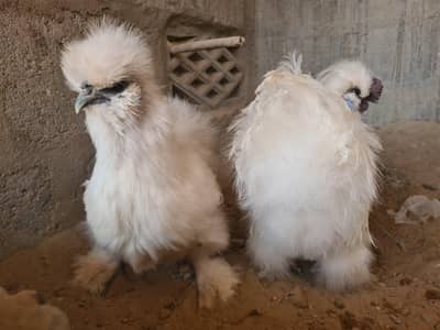 Silkie Egg Laying Pair