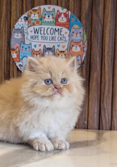 Persian Kittens/sami punch face/ Cats Gray /white/ Blue eyes