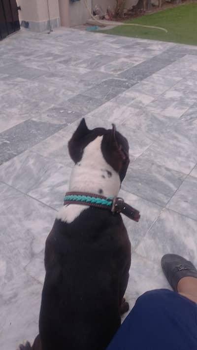 pitbull terrier pure breed