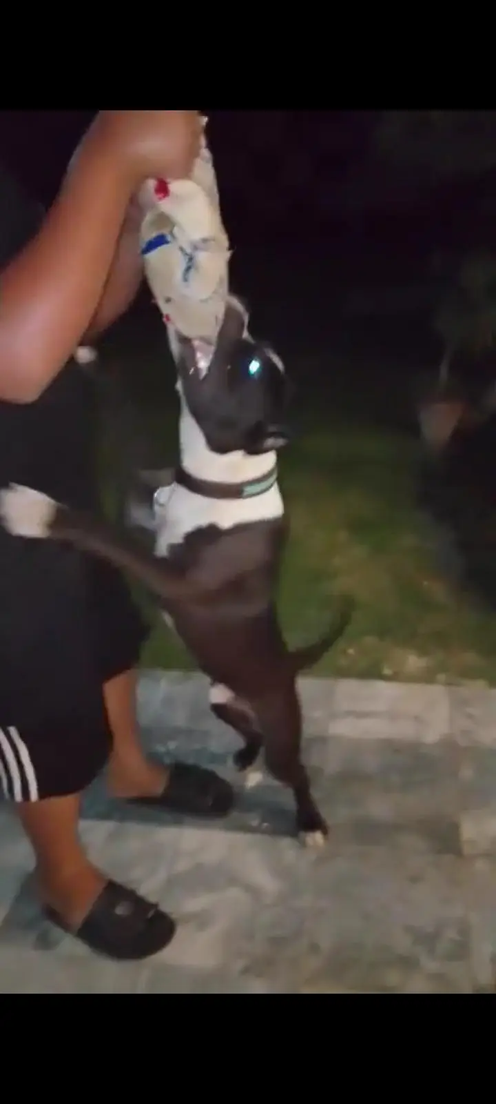 pitbull terrier pure breed — photo 3