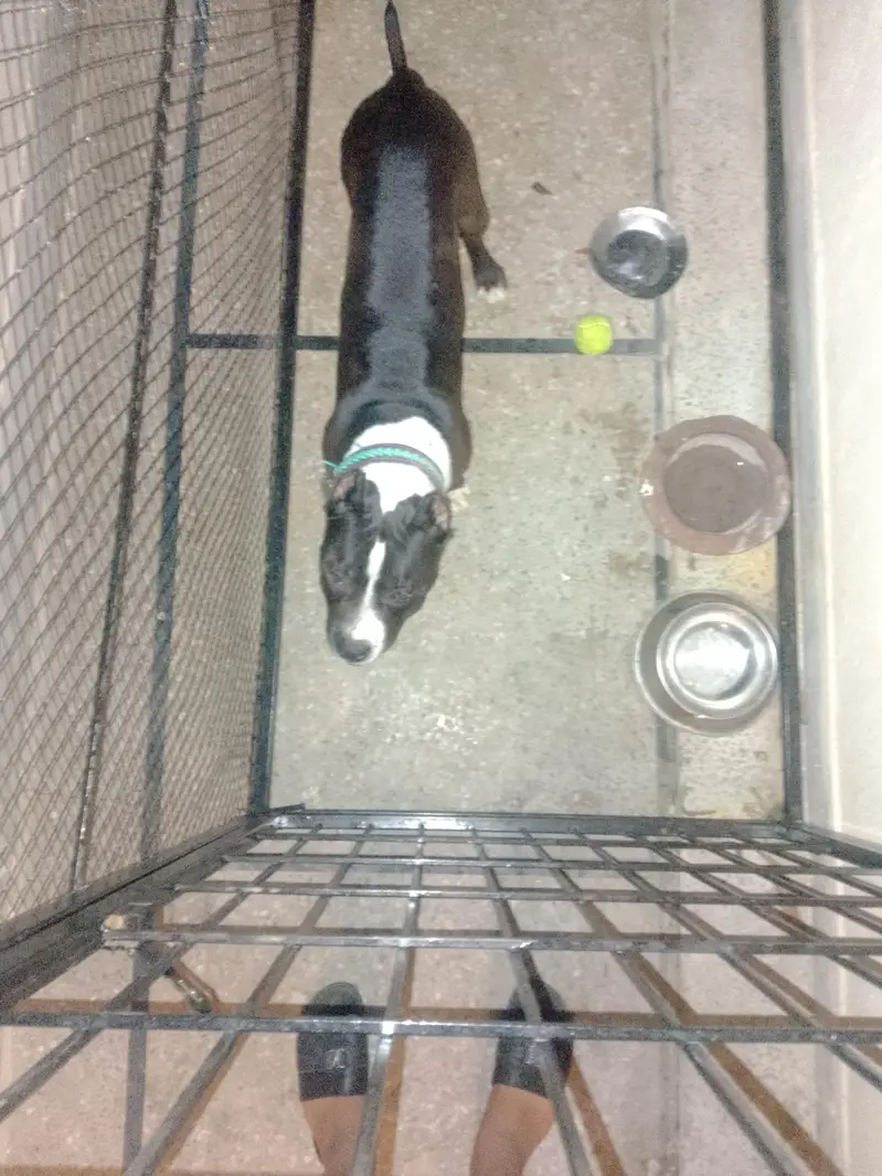 pitbull terrier pure breed — photo 4