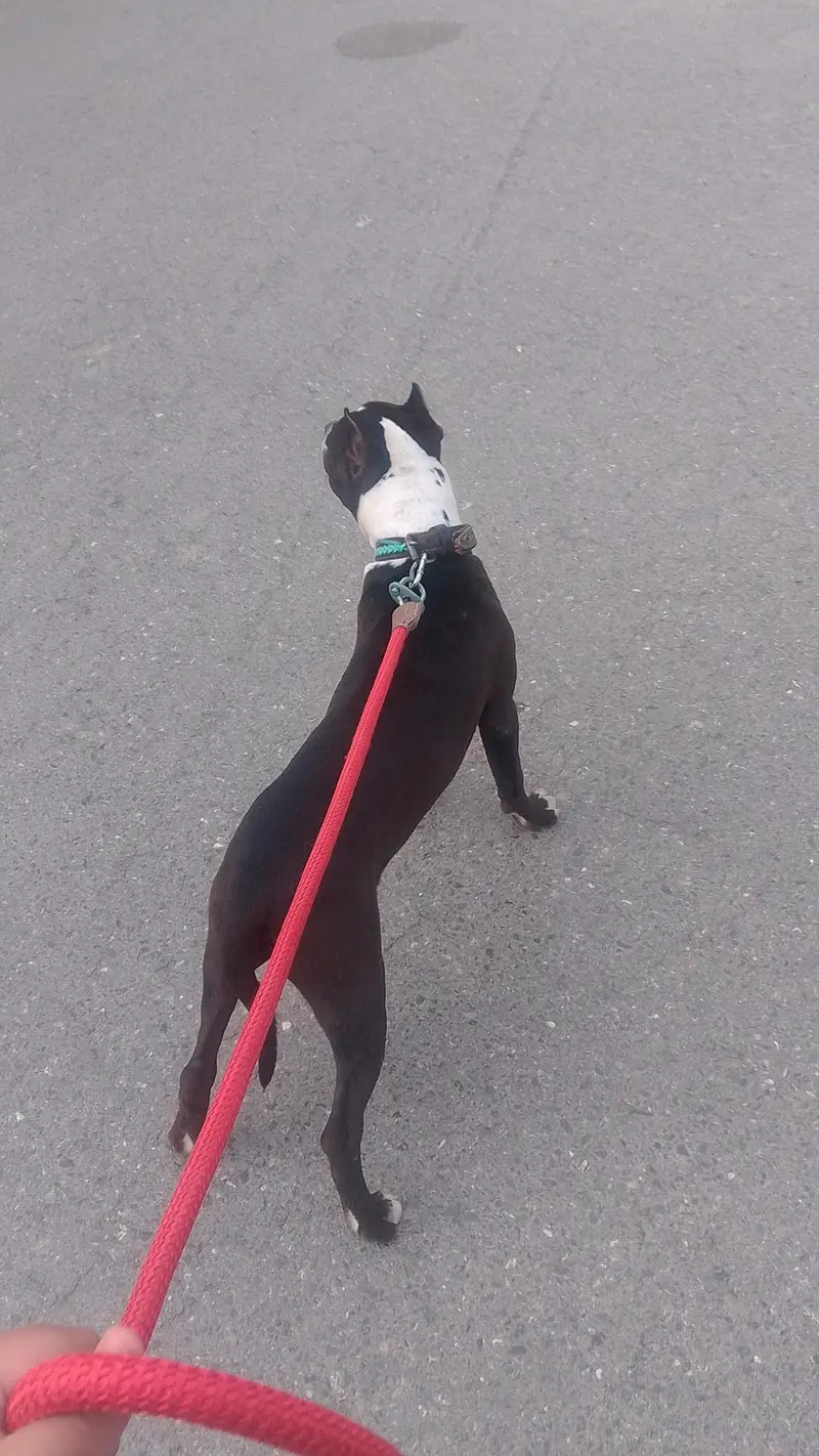 pitbull terrier pure breed — photo 5