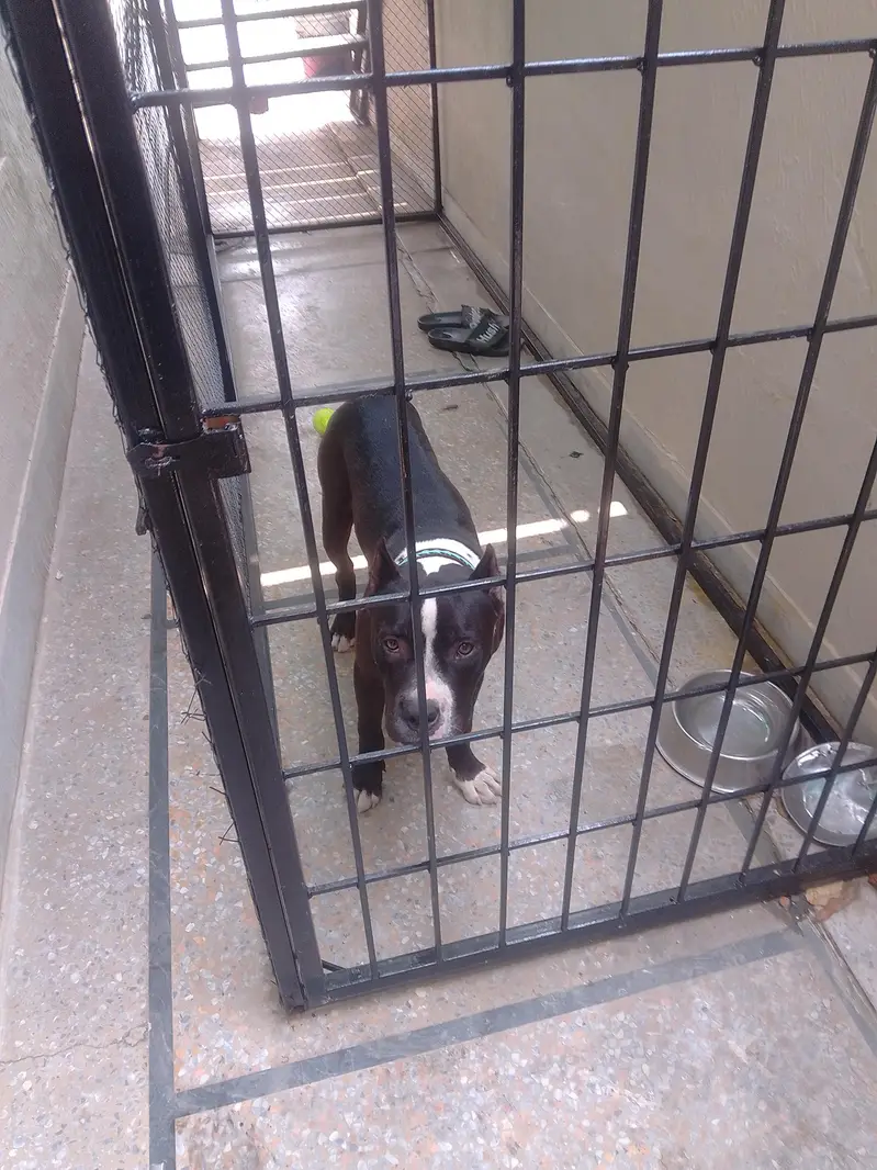 pitbull terrier pure breed — photo 6