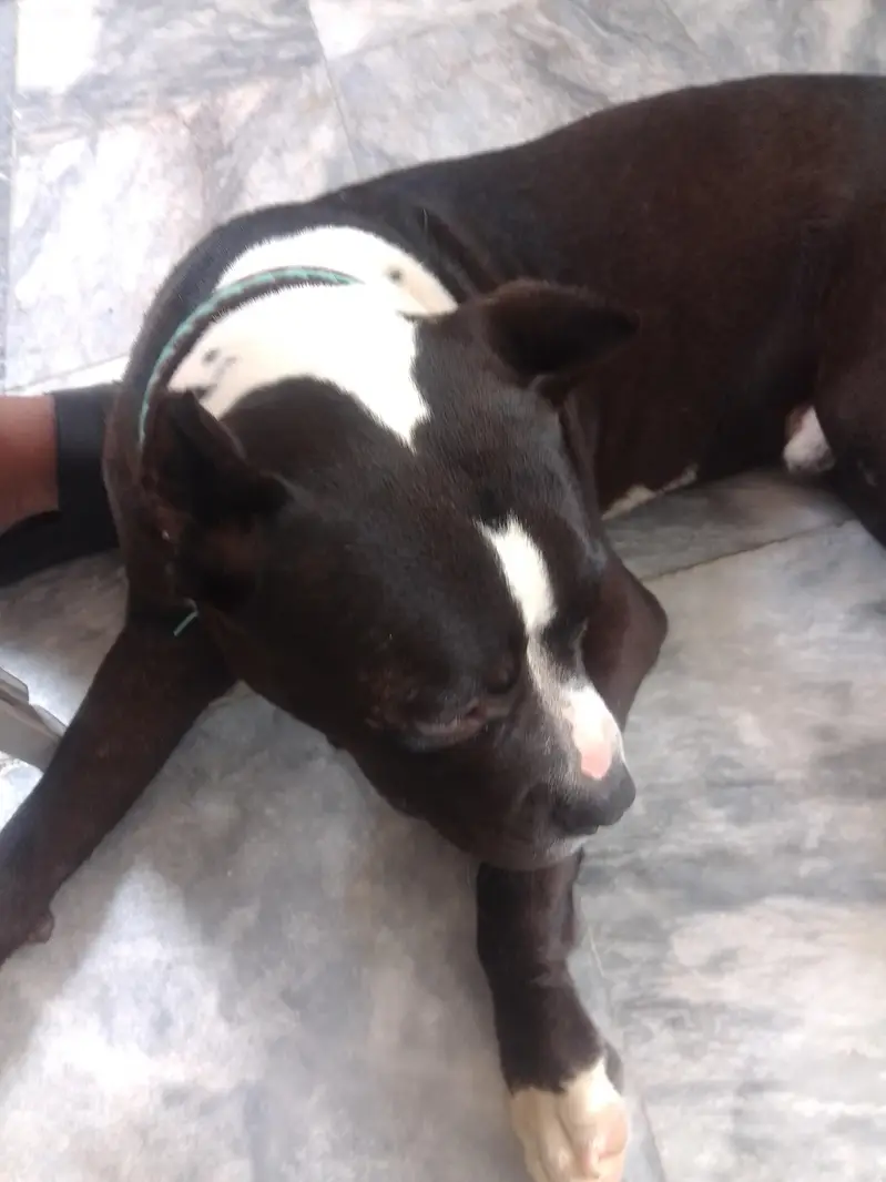 pitbull terrier pure breed — photo 7