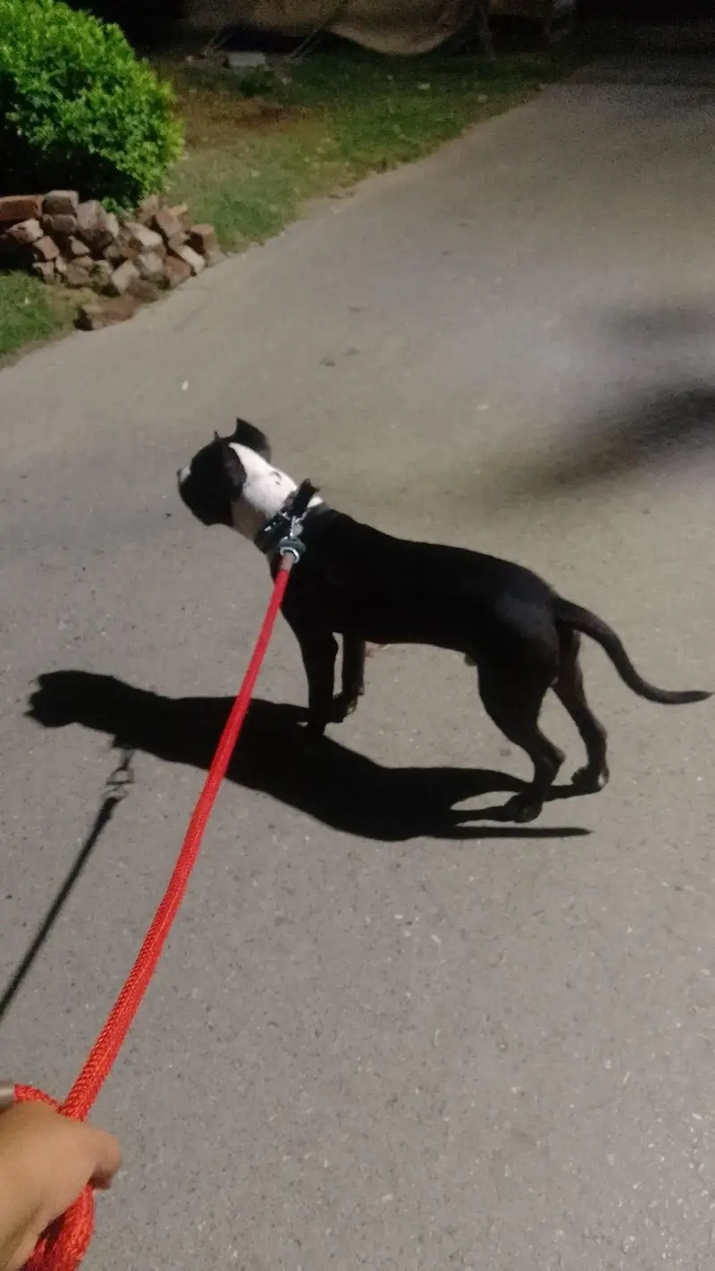 pitbull terrier pure breed — photo 8
