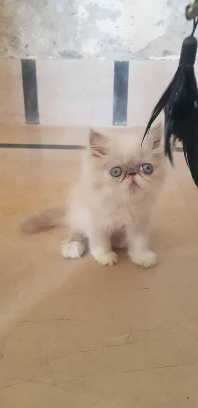 CFA bloodline female kitten | peke kittens | PIKI kitten| Persian  cat
