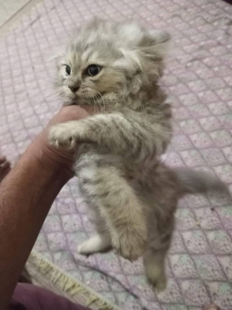 Kittens 1