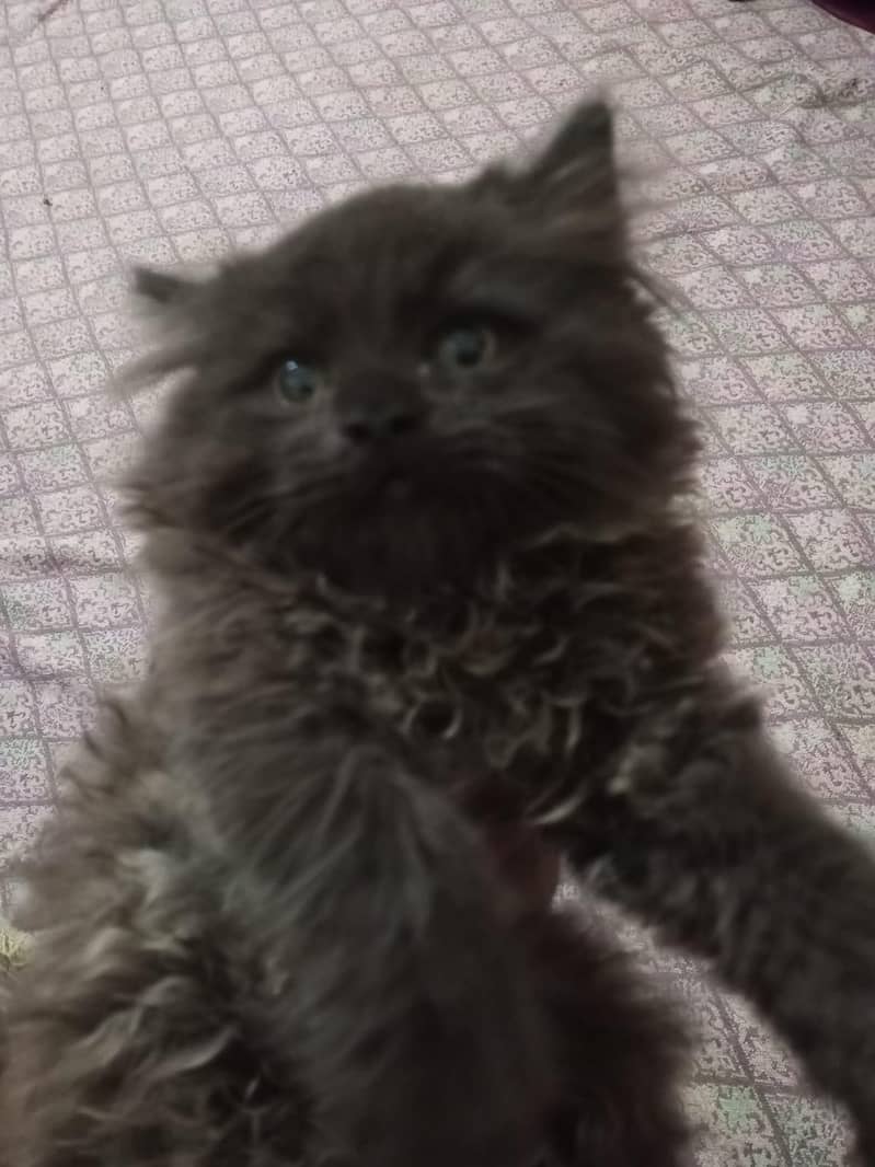 Kittens 2