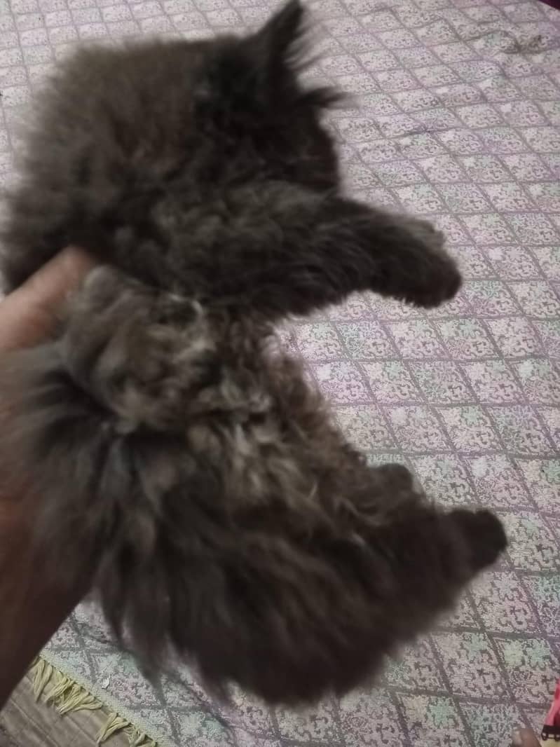 Kittens 3