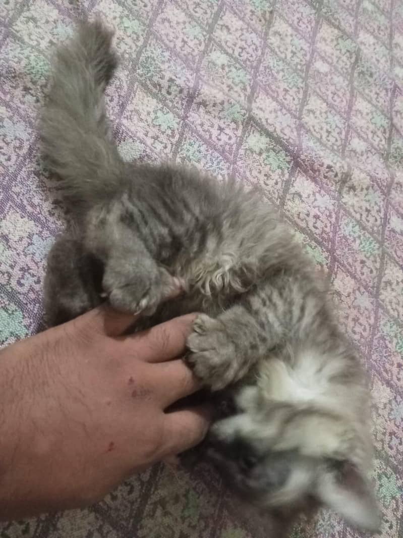 Kittens 4