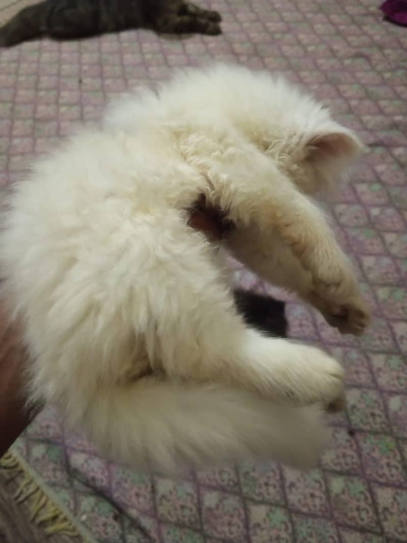 Kittens 5