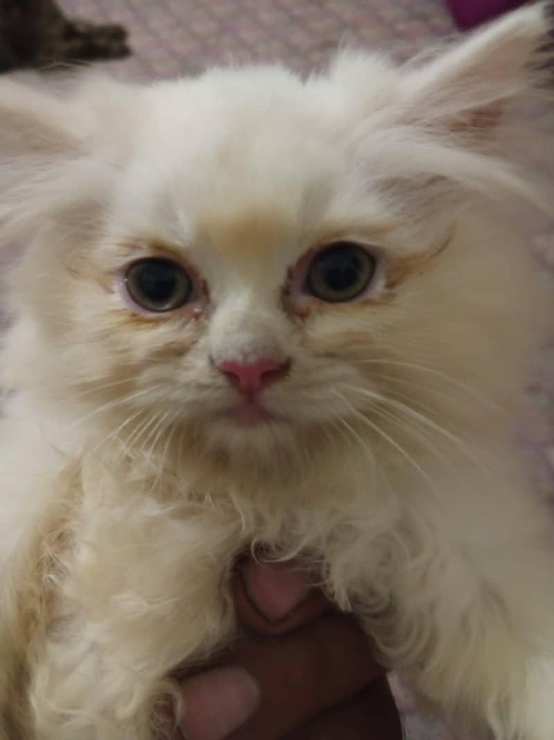 Kittens 6