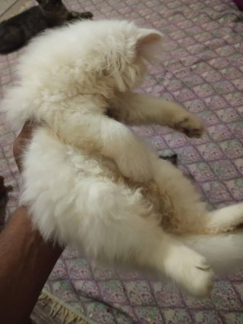 Kittens 7