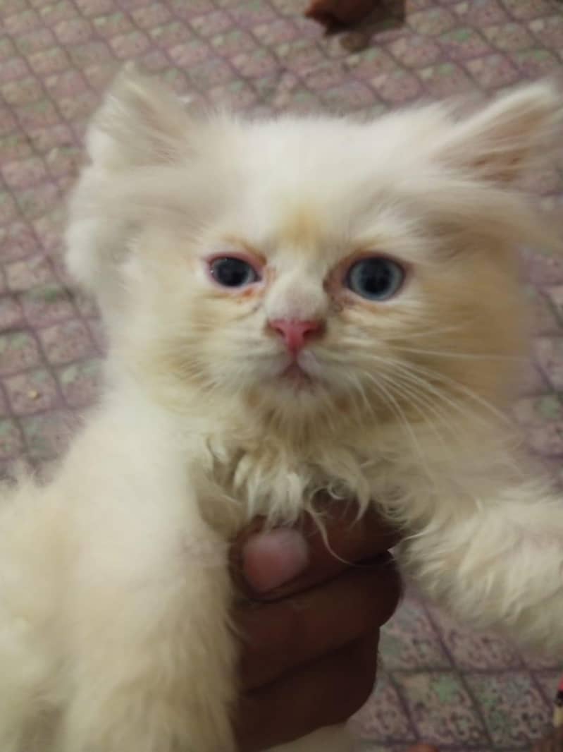 Kittens 8