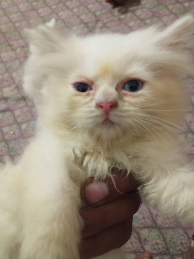 Kittens 9