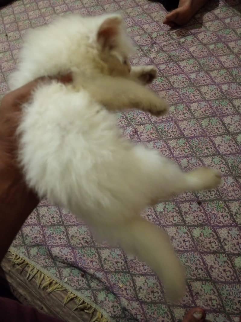 Kittens 10