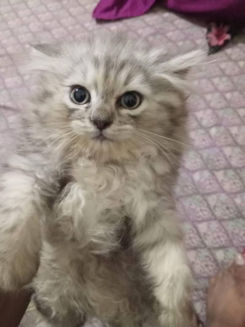 Kittens 12