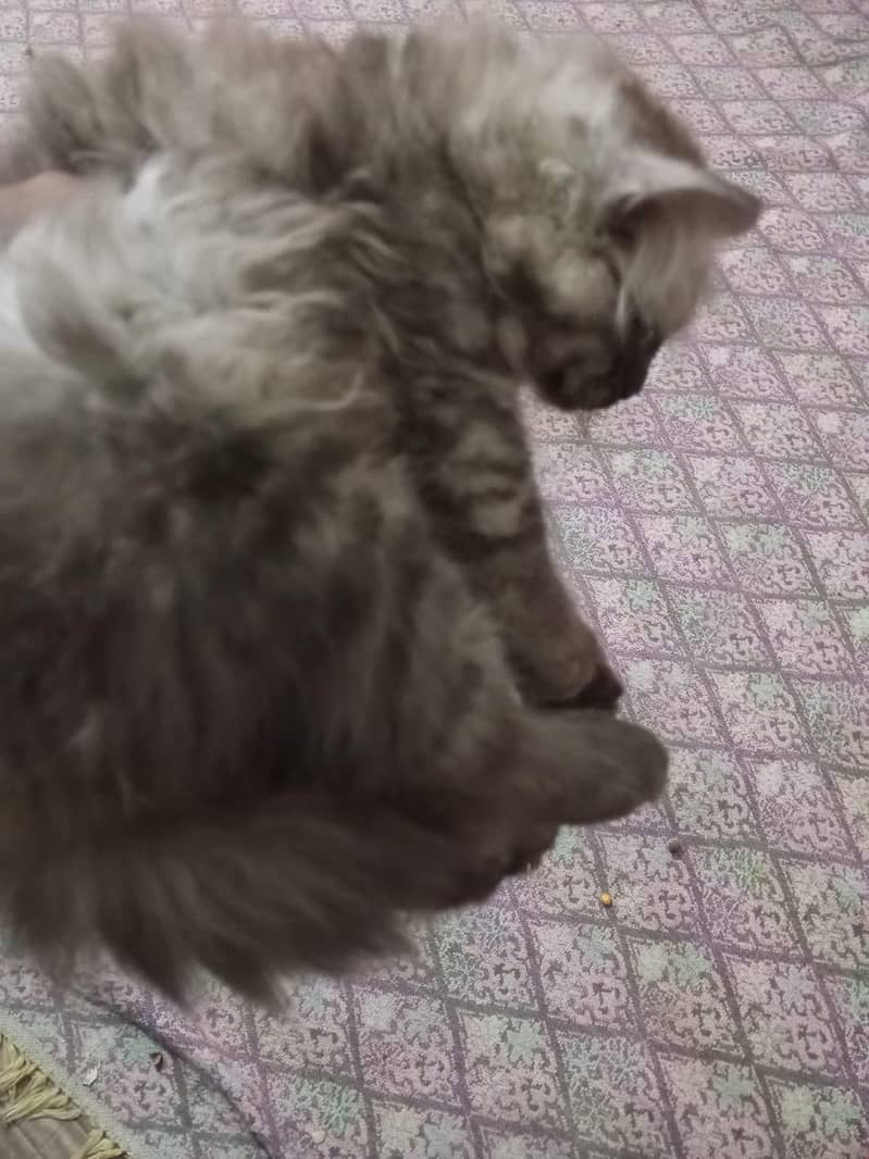 Kittens 13