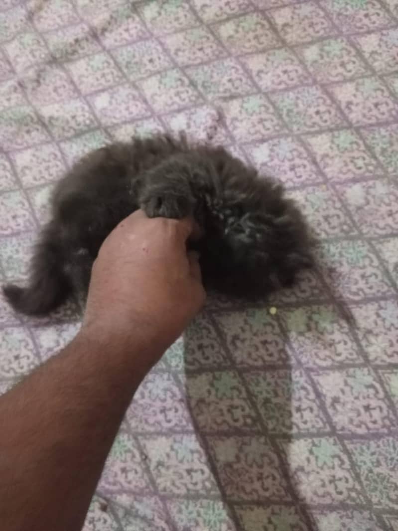 Kittens 14