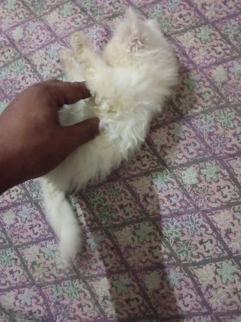 Kittens 15