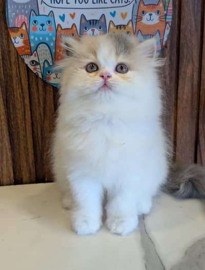 Persian Kittens/sami punch face/ Cats Gray /white/ Blue eyes
