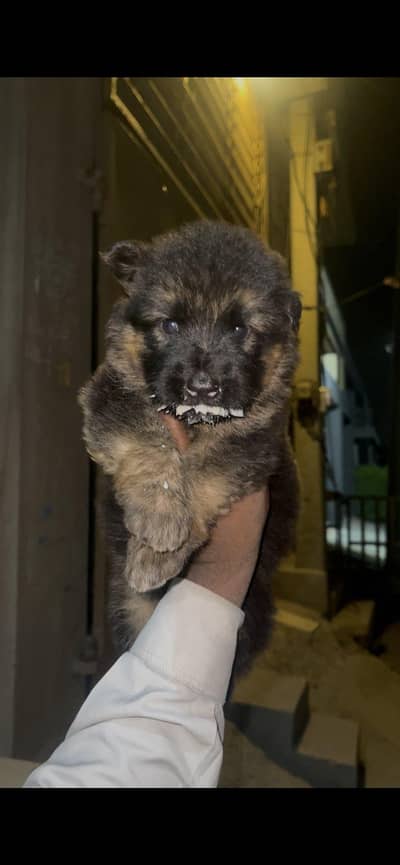 German shepherd | Long coat German shepherd| pedigree puppy