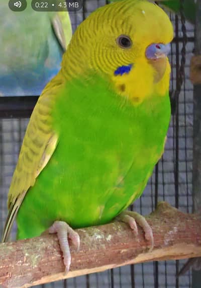 Yellow male female breeder pair and first breed