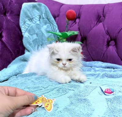 persian pure punch facekitten