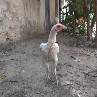 hen Hera aseel