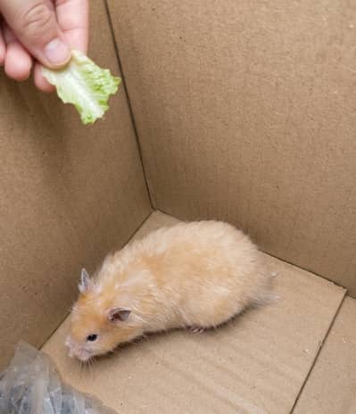 Hamster for sale