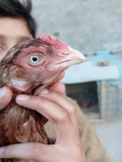 aseel hen for sale with chick