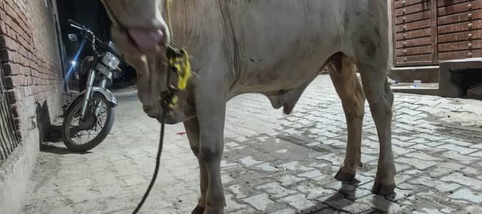 white cow