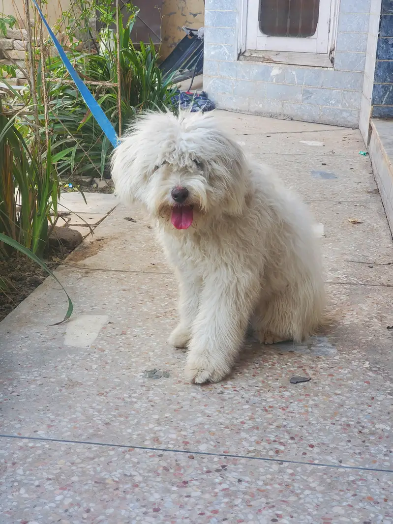 Maltese Tamed Female