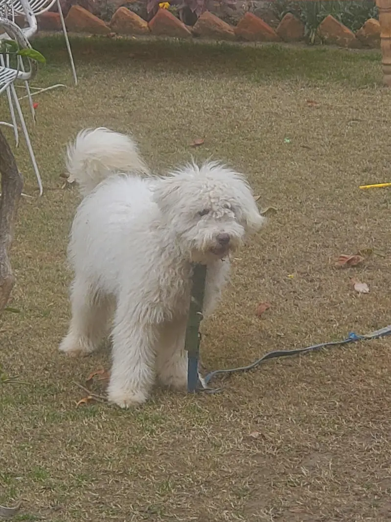 Maltese Tamed Female — photo 2