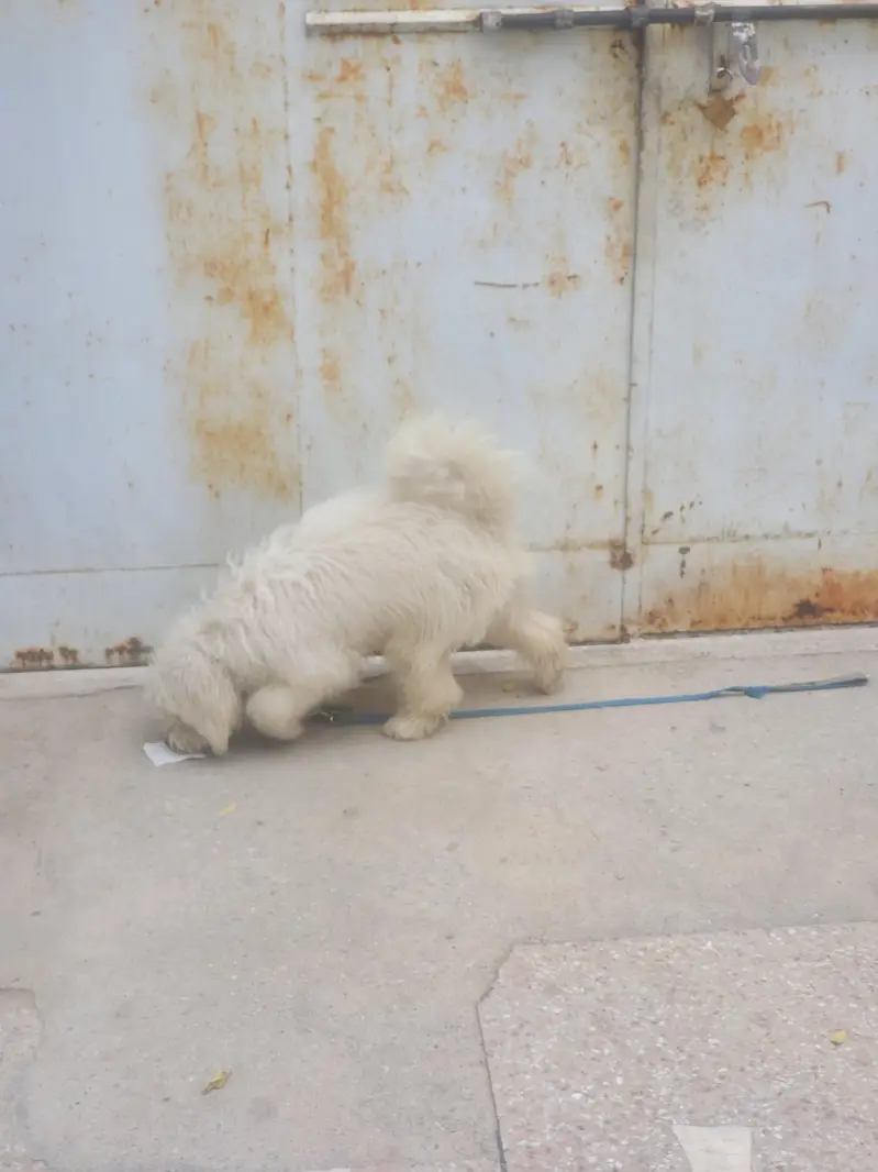 Maltese Tamed Female — photo 3