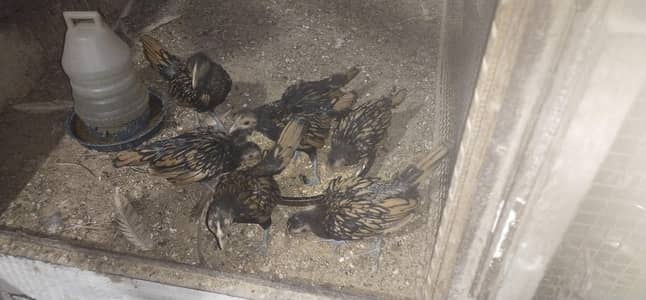Golden sebrite chicks