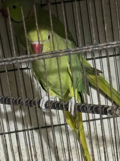 Green Parrots pair