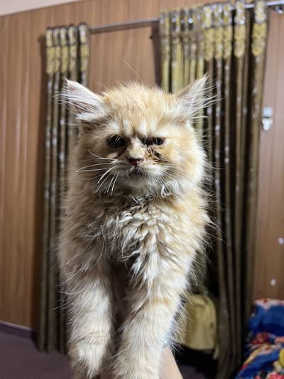 Persian Cat