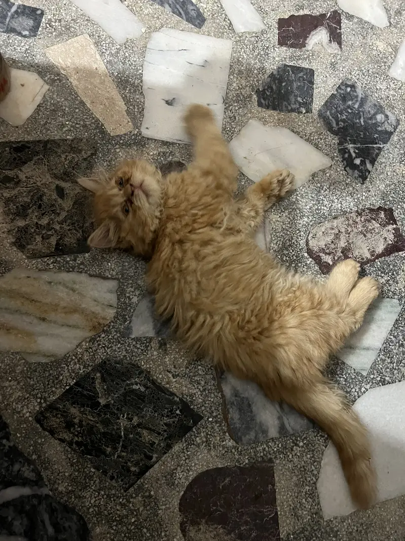 Persian Cat — photo 2