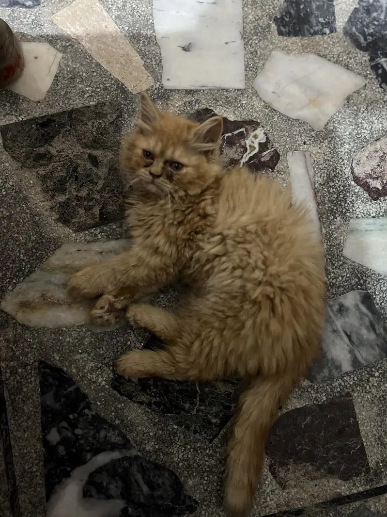 Persian Cat — photo 3