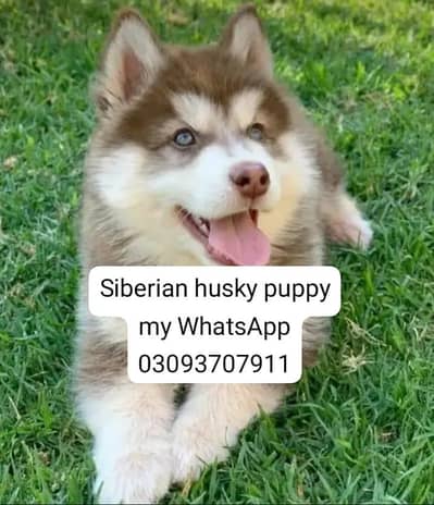 Siberian husky puppy my WhatsApp 03093707911