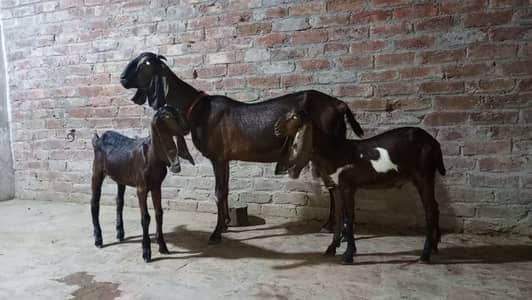goat with male female baby