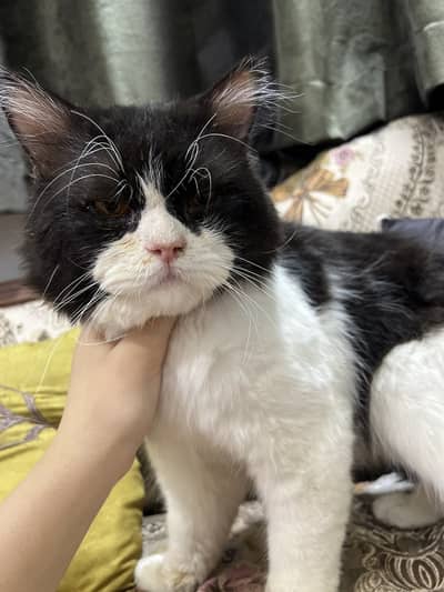 Persian long hair cat