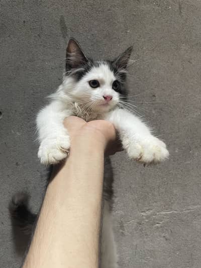 Pure Persian Kittens For sale