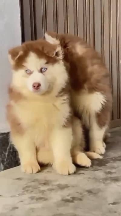 All Breeds Puppy’s Available Now